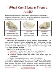 What Can I Learn From a Skull? - Lakeside Nature Center