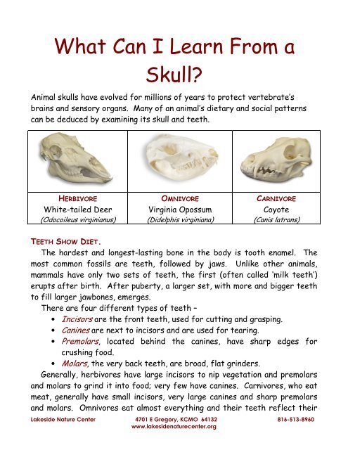 What Can I Learn From a Skull? - Lakeside Nature Center