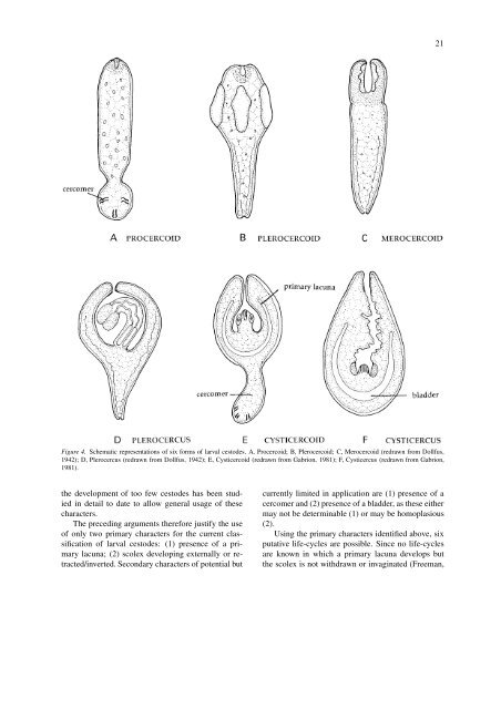 The terminology of larval cestodes or metacestodes