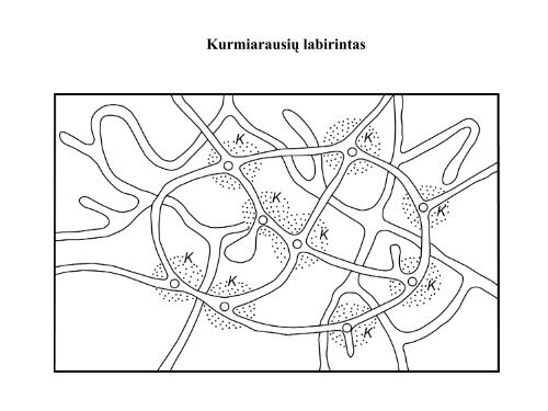 13. Å¾vÄriukai ir augaliukai