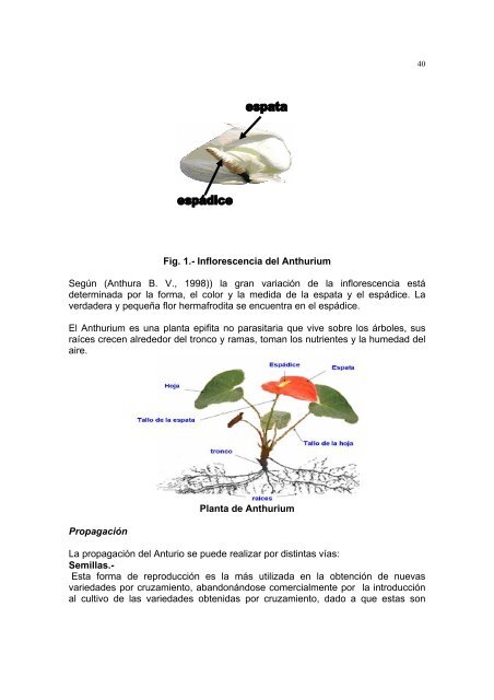 Escalado de la producción de Anthurium andreanum por métodos ...