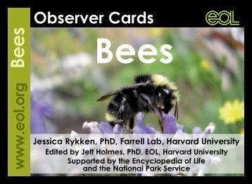 Bee Observer Cards - The Great Sunflower Project