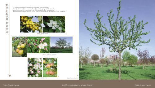 Malus EVERESTE 'perpetu' - Caue 77