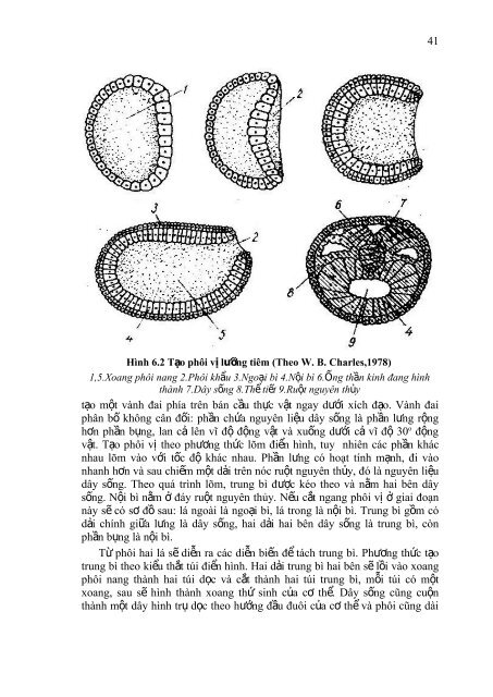 Sự tạo phôi vị