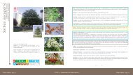 Sorbus aucuparia - Sorbier des oiseleurs - Caue 77