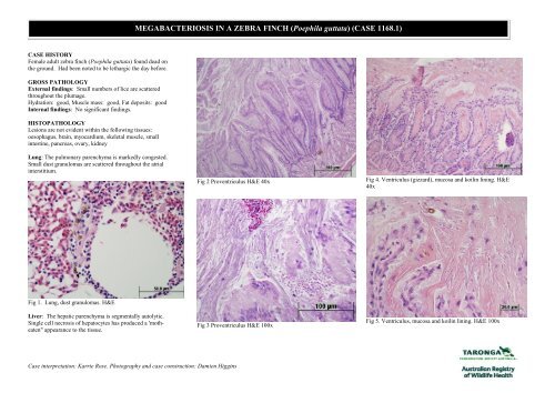 MEGABACTERIOSIS IN A ZEBRA FINCH (Poephila guttata) (CASE ...