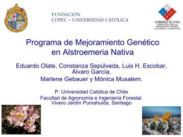 Programa de Mejoramiento Genético en Alstroemeria Nativa.