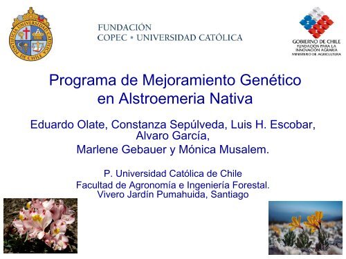 Programa de Mejoramiento Genético en Alstroemeria Nativa.