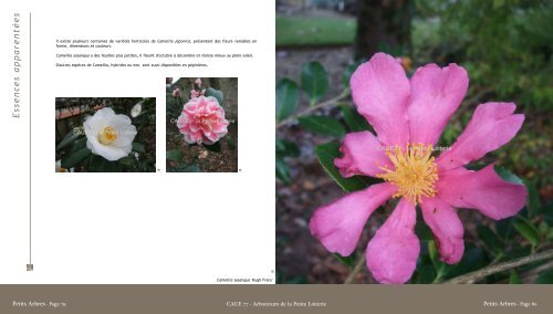 Camellia japonica - Camelia du Japon - Caue 77