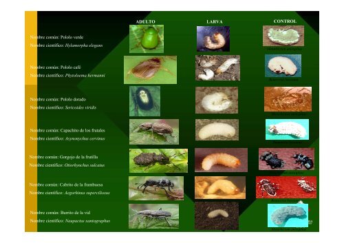 Proyecto FIA: “Desarrollo de un acaricida biológico para el manejo ...