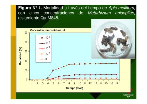 Proyecto FIA: “Desarrollo de un acaricida biológico para el manejo ...