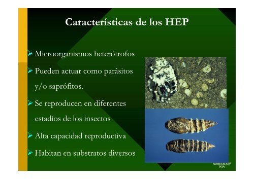 Proyecto FIA: “Desarrollo de un acaricida biológico para el manejo ...