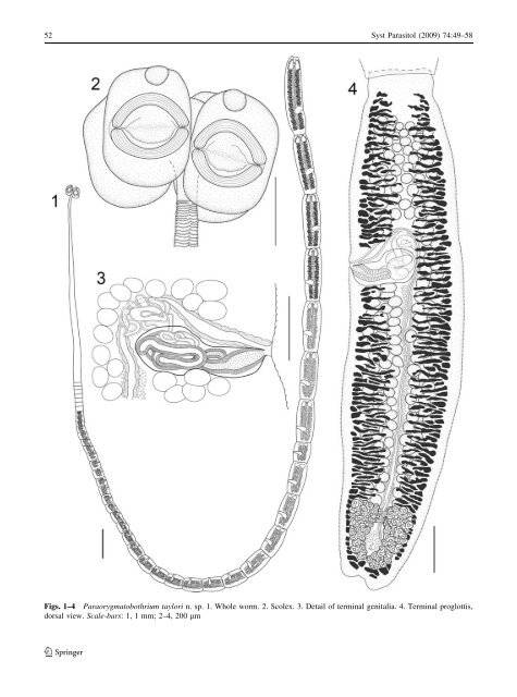 Paraorygmatobothrium taylori n. sp. (Tetraphyllidea ...