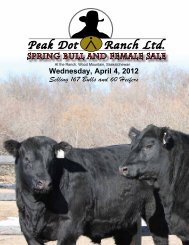 Peak Dot Ranch Yearling Bulls... - AngusWebmail.ca