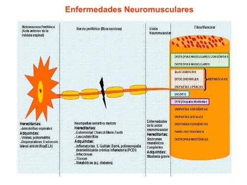 TÃ¨cnicas de histoquimica ,IHQ y utilidad diagnostica en patologÃ­a ...