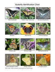 Pollinator identification chart