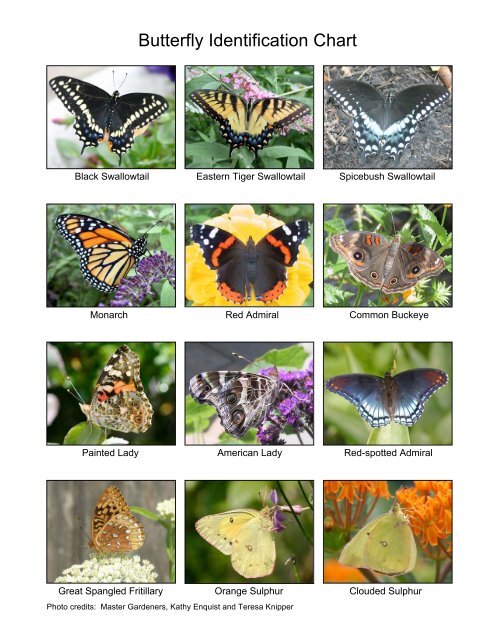 Butterfly Identification Chart