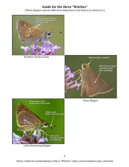 Butterfly Identification Chart