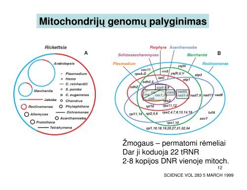 Mitochondrija