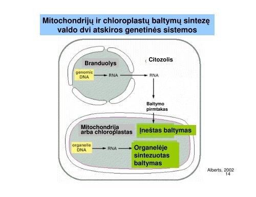 Mitochondrija