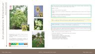 Acer pseudoplatanus 'Brilliantissimum' - Erable sycomore ... - Caue 77