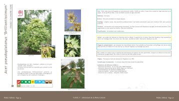 Acer pseudoplatanus 'Brilliantissimum' - Erable sycomore ... - Caue 77