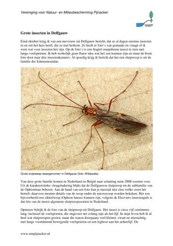 Grote insecten in Delfgauw - Vereniging voor Natuur- en ...