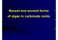 Algal fossils in carbonate rocks