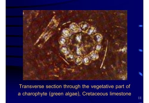 Algal fossils in carbonate rocks