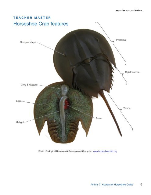 Horseshoe Crab features - Estuaries NOAA