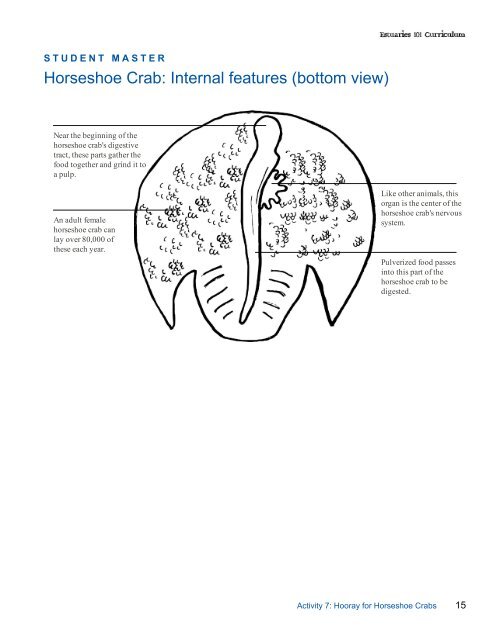 Horseshoe Crab features - Estuaries NOAA