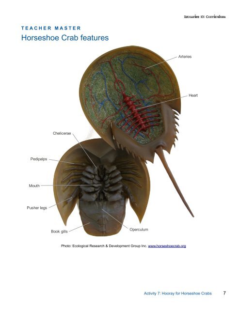 Horseshoe Crab features - Estuaries NOAA