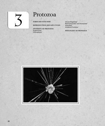 Protozoa