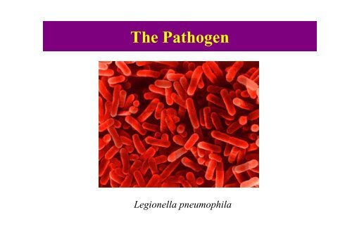 Isolation of Legionella pneumophila from Hospital Cooling ... - MAPTB