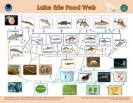 Lake Erie Food Web (748 KB) - Estuaries NOAA