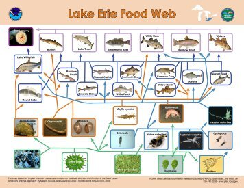 Lake Erie Food Web (748 KB) - Estuaries NOAA