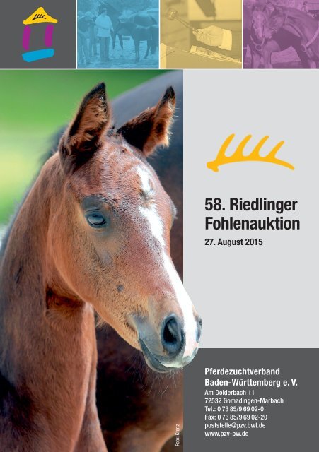 58. Riedlinger Fohlenauktion am 27. August 2015