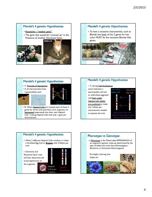 (Microsoft PowerPoint - Mendel\222s Genetics) - Jefferson County ...