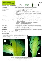 Caulerpa longifolia