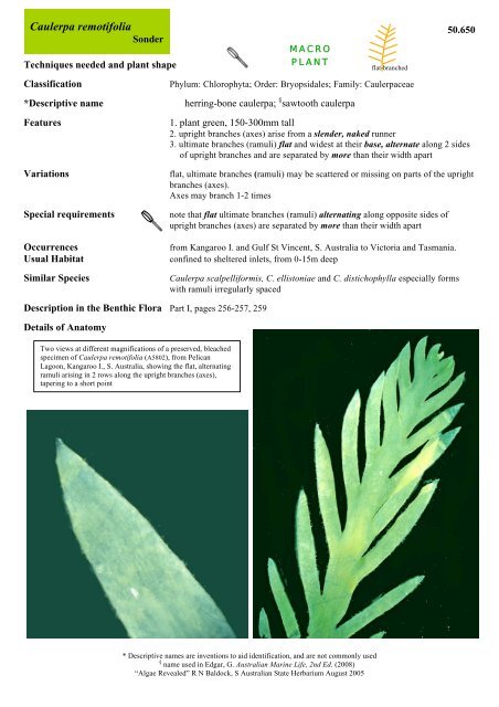 Caulerpa remotifolia
