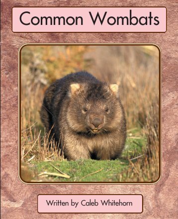 Common Wombats