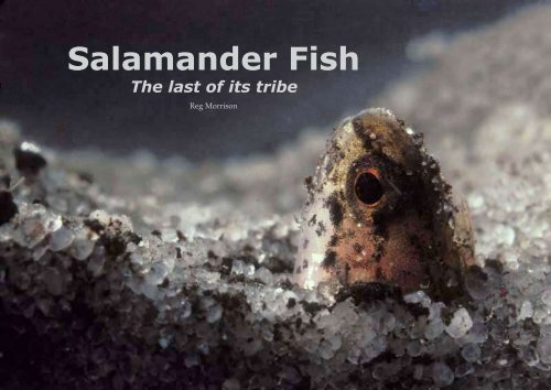 Salamander Fish