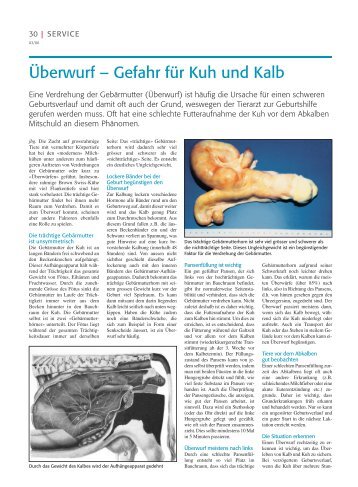 Überwurf – Gefahr für Kuh und Kalb - Best Genetics