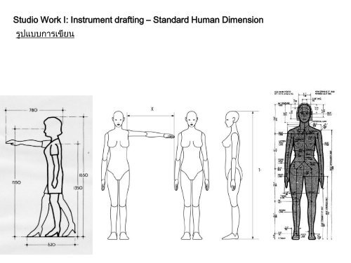 Human Dimension  Thai Standard