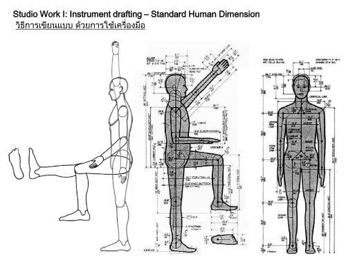 Human Dimension  Thai Standard