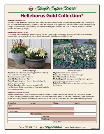 Helleborus Gold Collection®