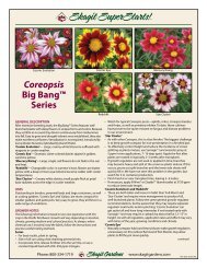 Coreopsis Big Bang Series