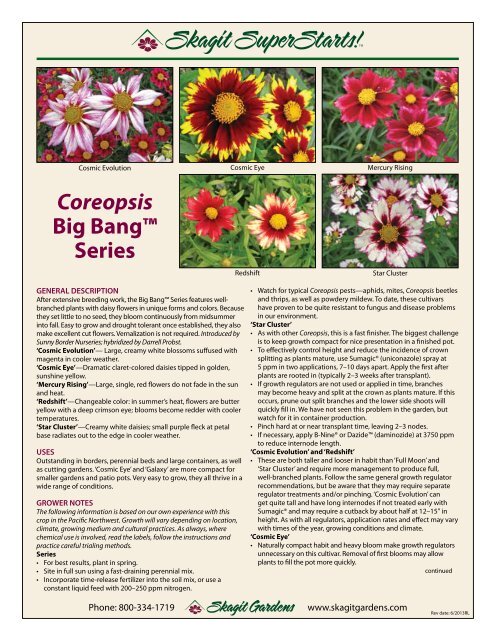 Coreopsis Big Bang Series