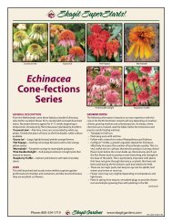 Echinacea Cone-fections Series