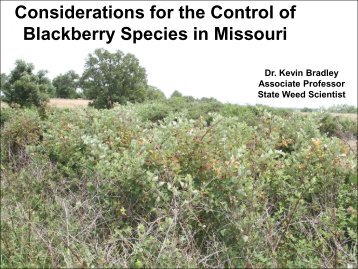 Blackberry Species in Missouri